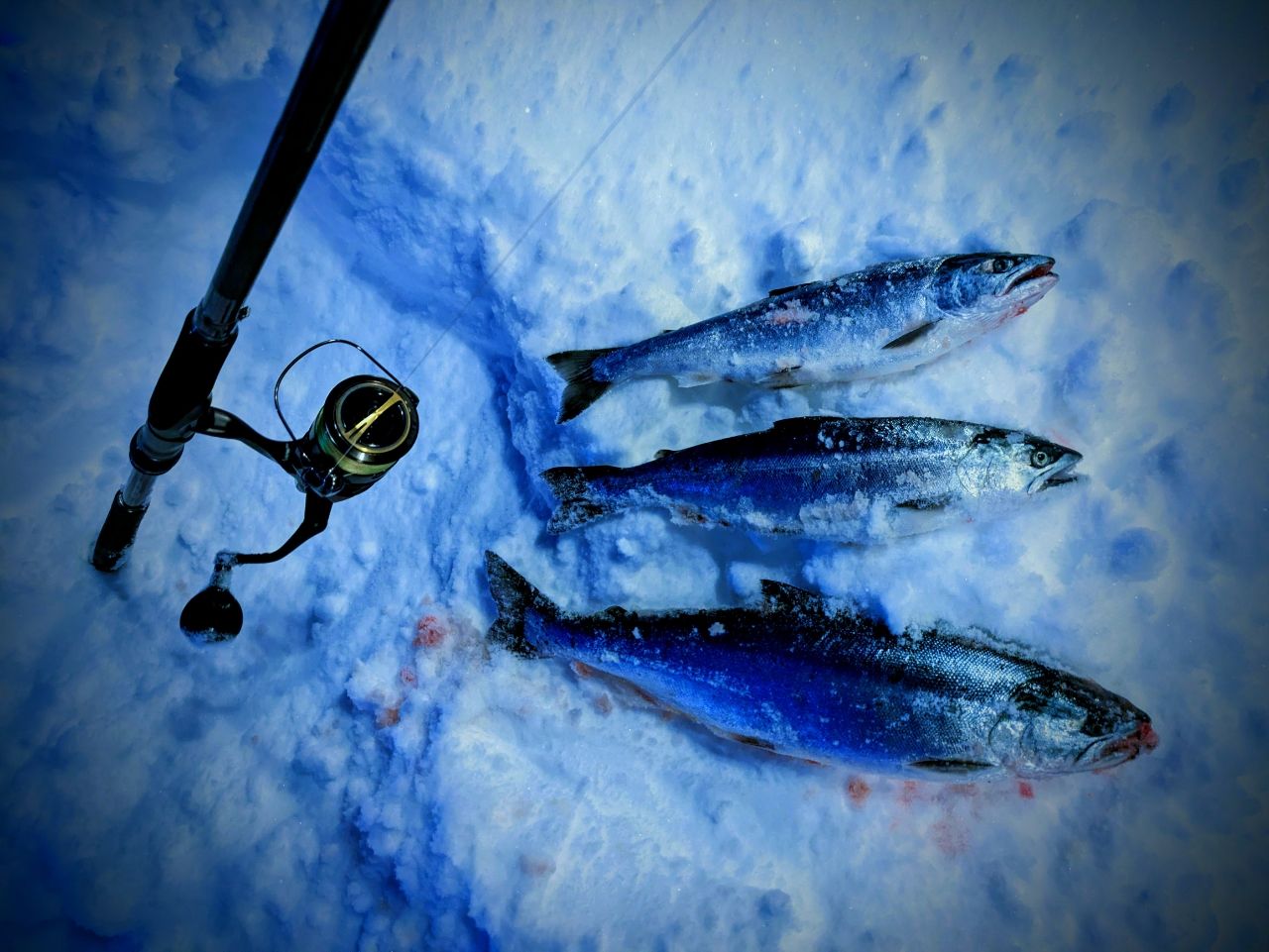 SHIMANO エクスセンスジェノス (磯マル・ヒラスズキモデル) 2019年