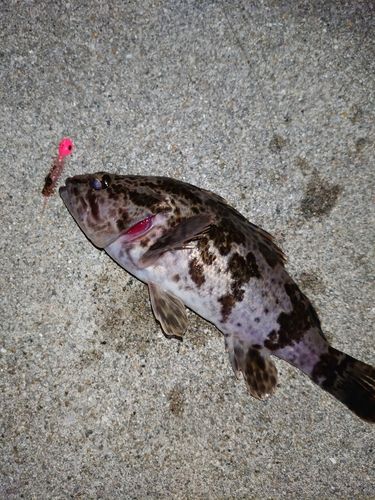 タケノコメバルの釣果