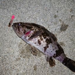 タケノコメバル