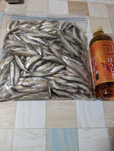 ワカサギの釣果