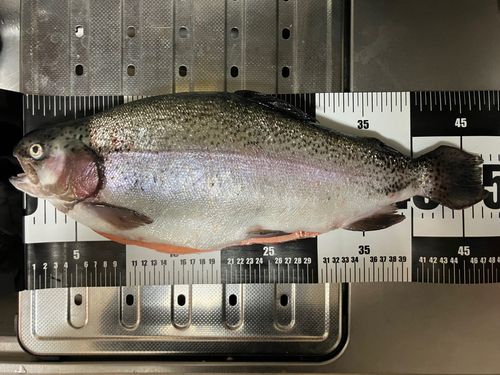 ニジマスの釣果