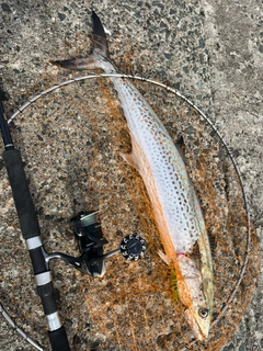 サワラの釣果