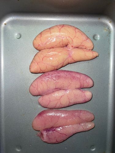 スケトウダラの釣果