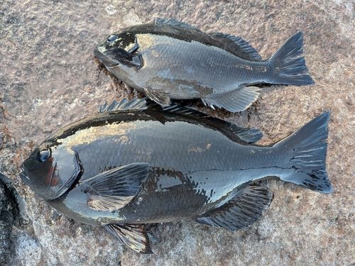 三ツ石（真鶴）