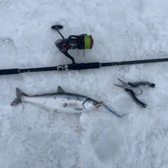 サクラマスの釣果