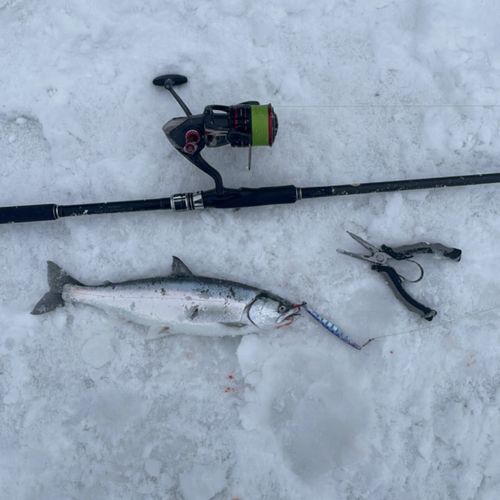 サクラマスの釣果