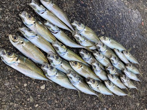 アジの釣果