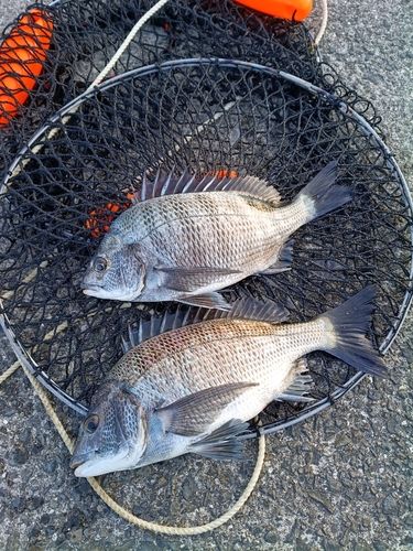 チヌの釣果