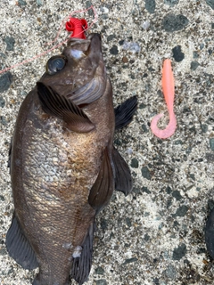 クロメバルの釣果