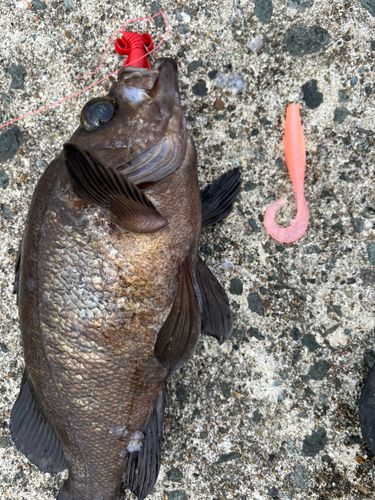 三陸海岸（青森）