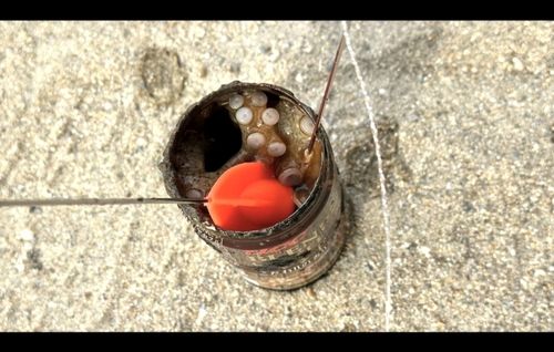 イイダコの釣果