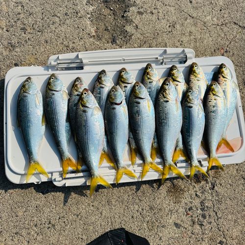 コノシロの釣果