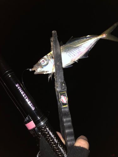 東京湾（アクアライン〜富津）