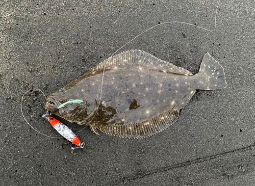 ヒラメの釣果
