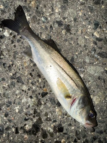 セイゴ（マルスズキ）の釣果