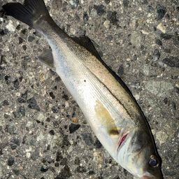 セイゴ（マルスズキ）