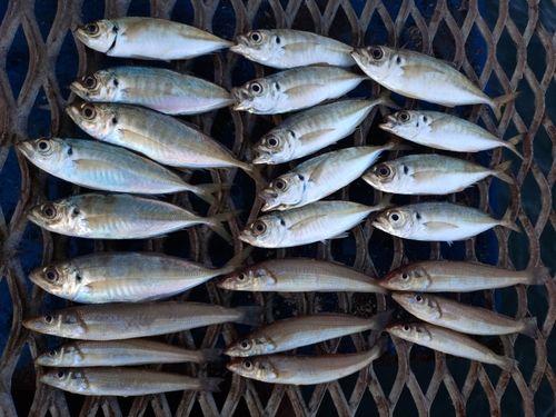 本牧海づり施設