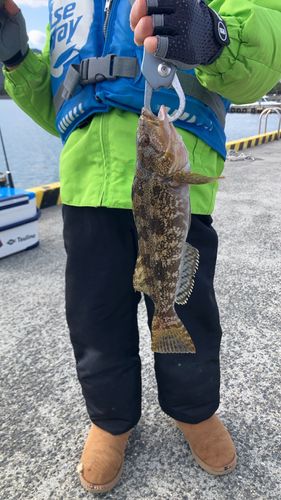 アイナメの釣果