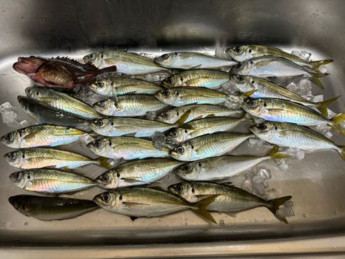 アジの釣果
