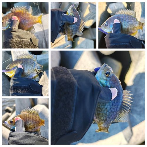 ブルーギルの釣果