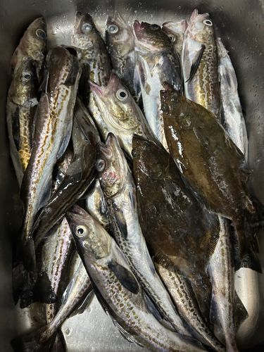 スケトウダラの釣果