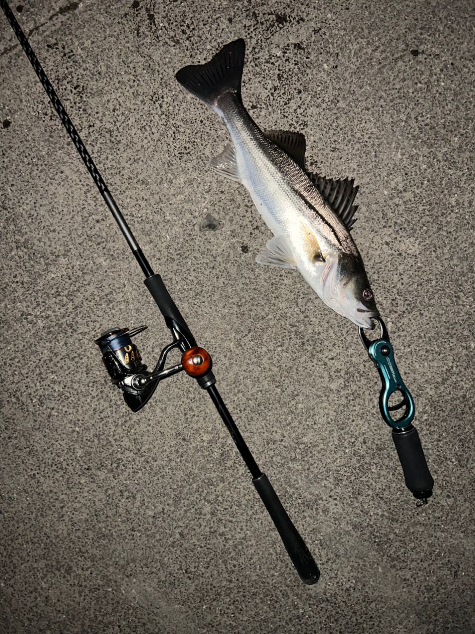 フッコ（マルスズキ）