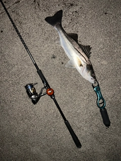 フッコ（マルスズキ）の釣果