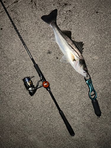 フッコ（マルスズキ）の釣果