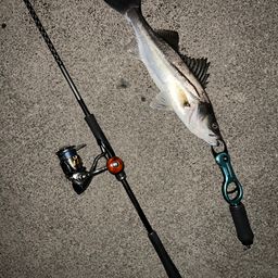 フッコ（マルスズキ）