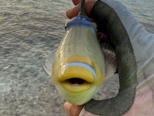 ムラサメモンガラの釣果