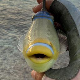 ムラサメモンガラ