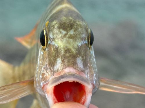 イソフエフキの釣果