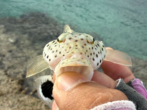 オグロトラギスの釣果