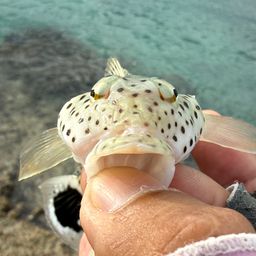 オグロトラギス