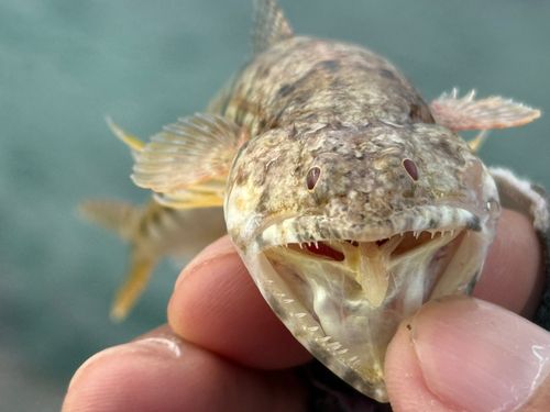 マダラエソの釣果