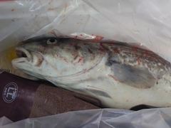 マダラの釣果
