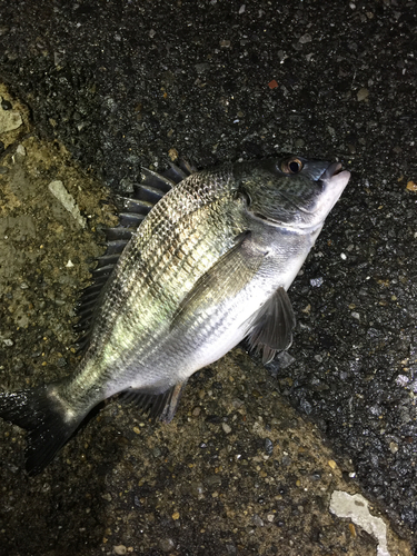 チヌの釣果