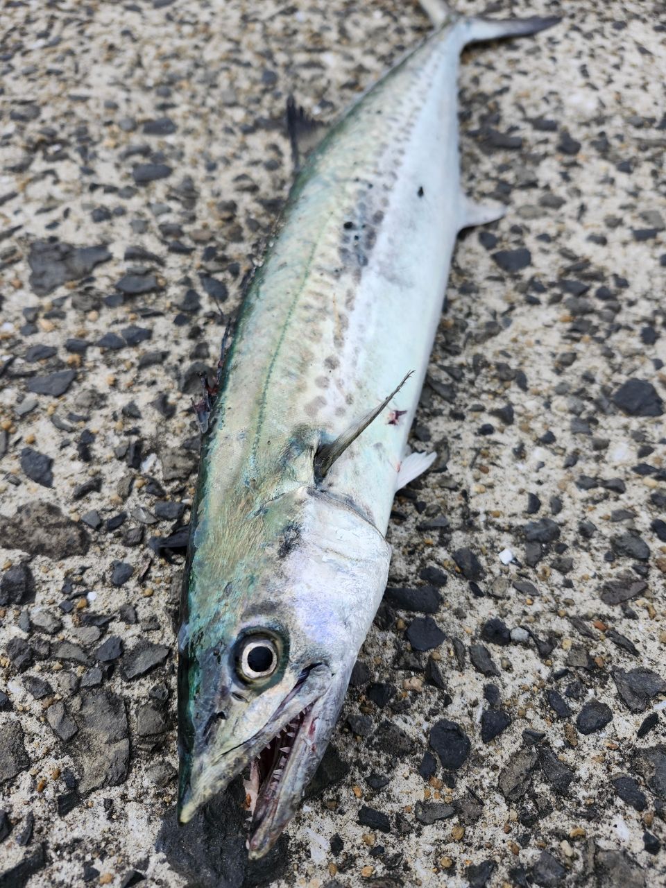 DAIWA 20エメラルダス AIR AGS 83MLの最安値・インプレ・釣果 | 本音の