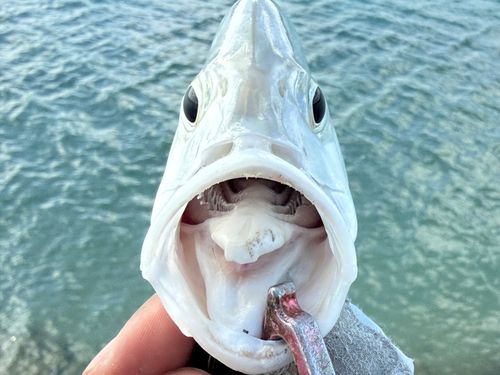 ロウニンアジの釣果