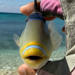 ムラサメモンガラ