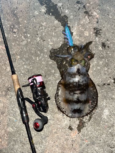 アオリイカの釣果