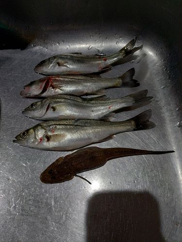 若洲海浜公園海釣り施設