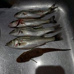 セイゴ（マルスズキ）