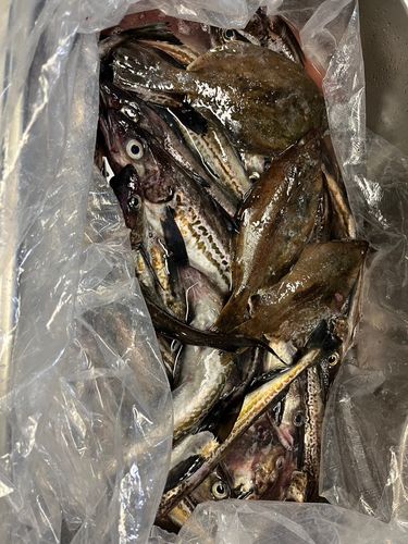 スケトウダラの釣果