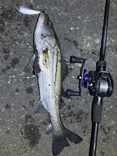 シーバスの釣果