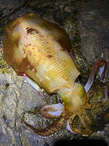 アオリイカの釣果