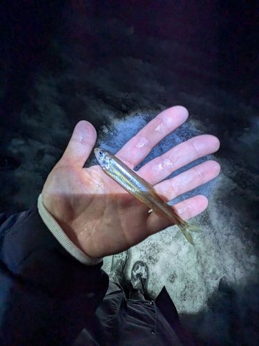 ワカサギの釣果