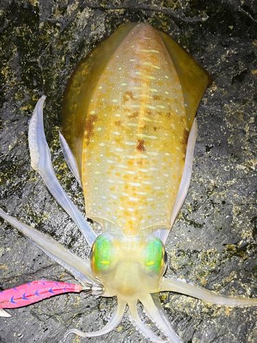 アオリイカの釣果