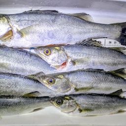 セイゴ（マルスズキ）