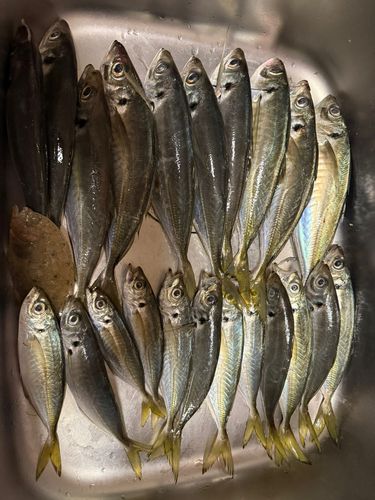 アジの釣果